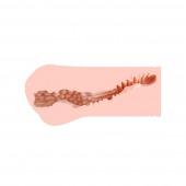 Мастурбатор-вагина Monica без вибрации - KOKOS - в Тольятти купить с доставкой